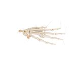 Human Hand Skeleton Model, Loosely on Nylon String